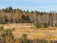 Junge, schlanke Birken wachsen im herbstlichen Moor